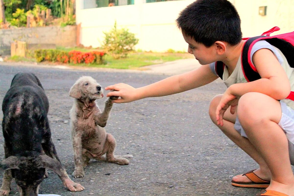 Kindness to animals. Для детей. Животные. Бездомное животное и человек. Дети с бездомными животными. Спасение бездомных животных.