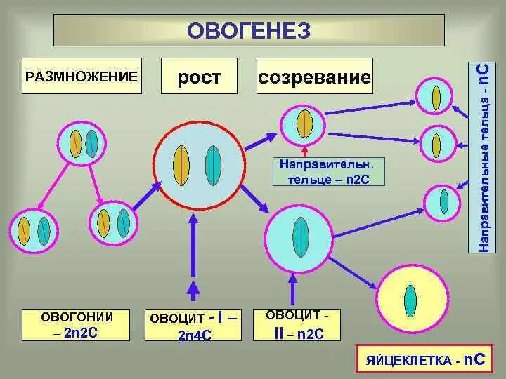 Процесс размножения это воспроизведение себе