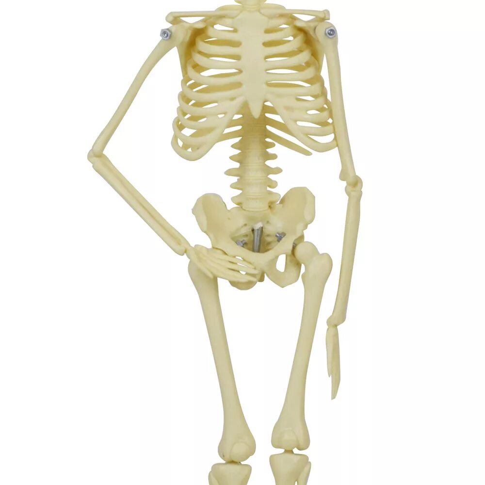 Скелет на батарейках. Статуэтка хэллоуин скелеты. Игрушки скелетоны skeleton. Игрушка скелеты игрушка скелеты. Игрушки скелетоны skeleton.