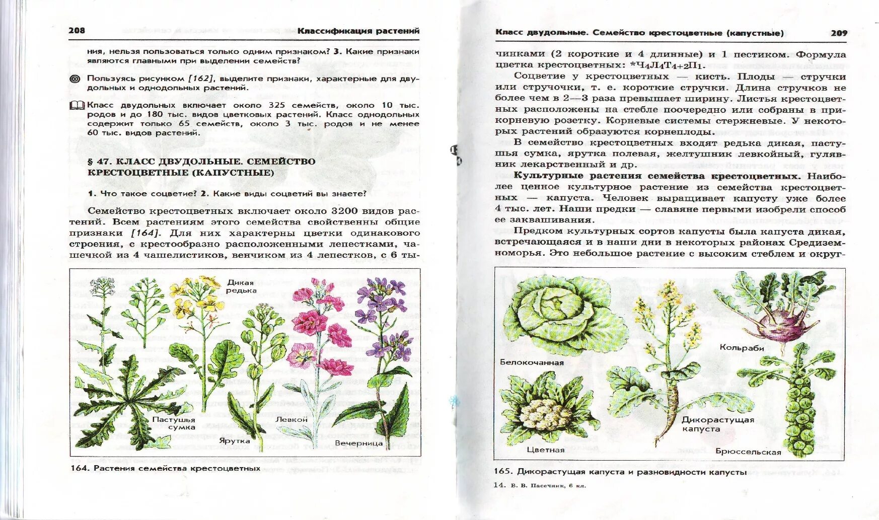 Семейство Розоцветные сорные растения. Сорные растения таблица. Классификация сорных растений. Сорняки семейства Розоцветные.