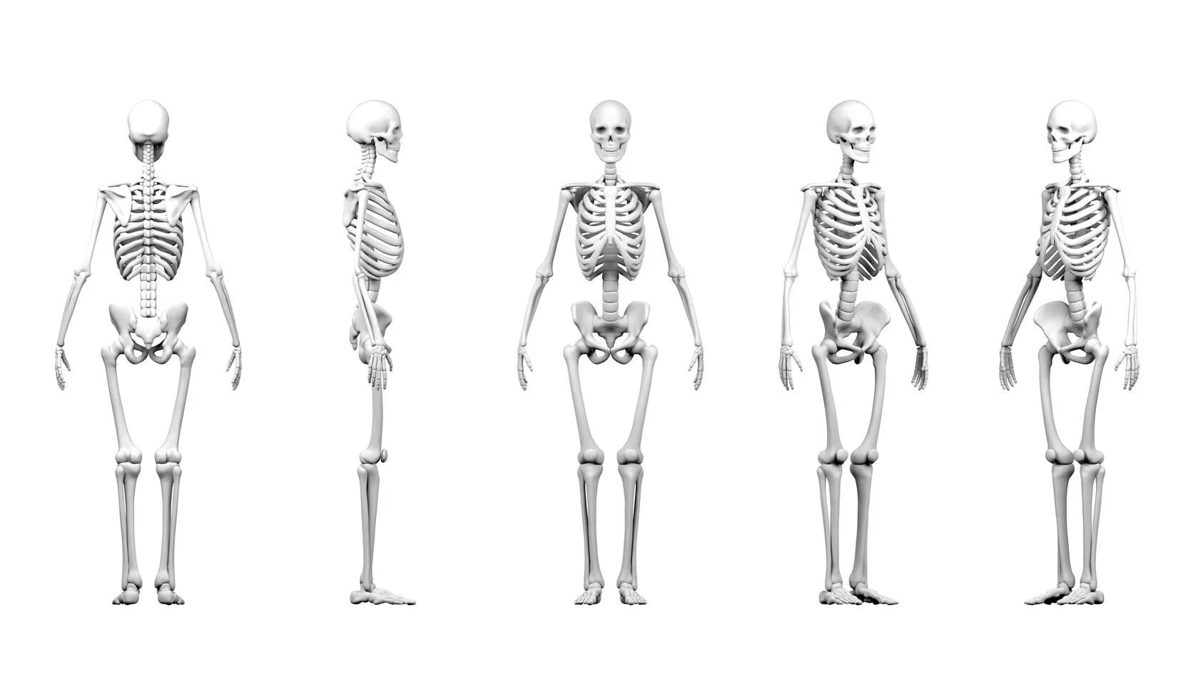 Скелет прямо. Скелет человека в полный рост. Скелет человека профиль в полный рост. Скелет анатомия высокое качество.