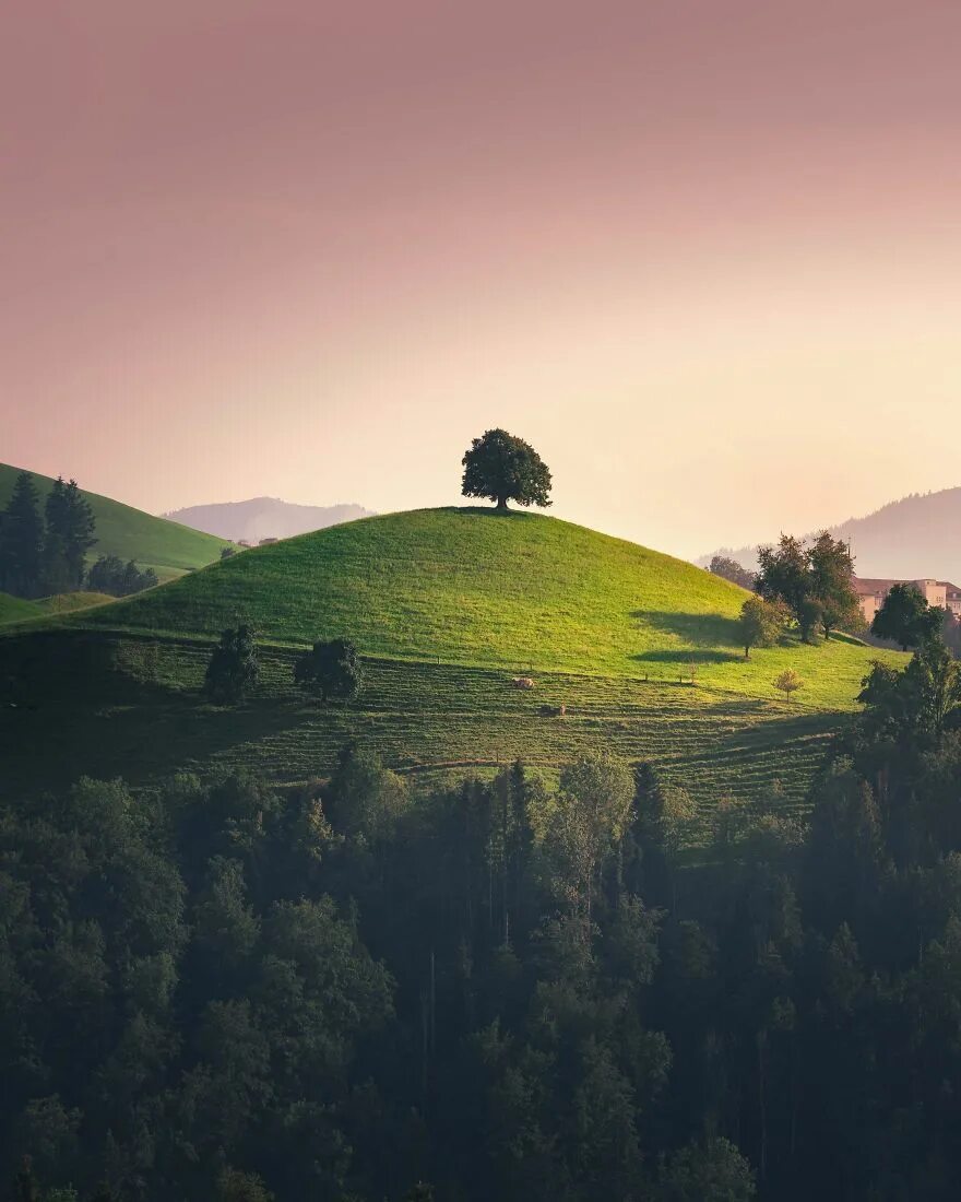 Дерево на Холме. Красивые холмы. Холм. Деревья на пригорке. Beautiful hill