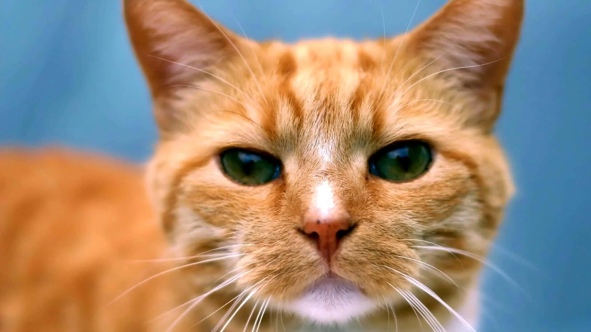Un gato. Un gato