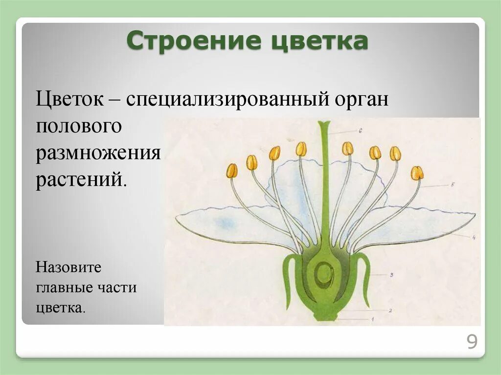 Какое размножение у цветов. Цветок орган полового размножения. Строение цветка размножение. Строение половых органов цветка. Структуры полового размножения цветка.