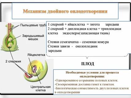 Оплодотворение схема биология