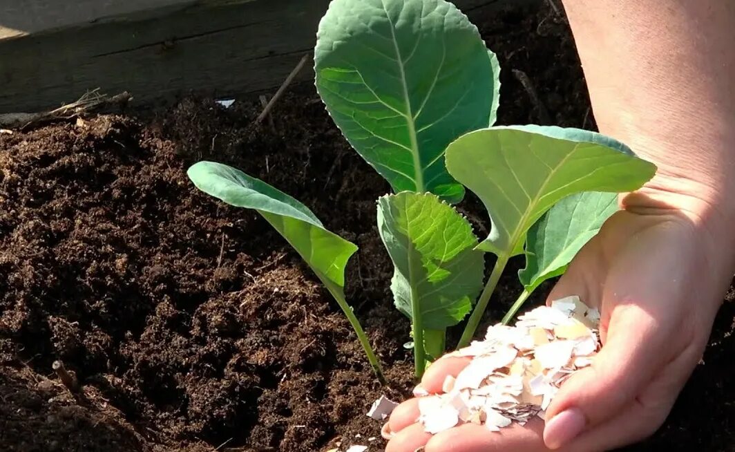 На какую глубину сажать капусту. Савойская капуста рассада. Рассада белокочанной капусты. Рассада капусты на грядке. Рассада цветной капусты.