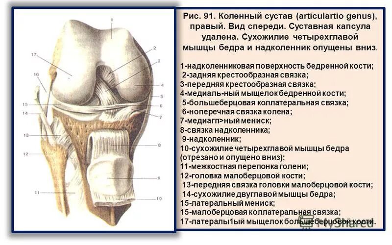 Связка головки. Рис. 3. коленный сустав (вскрыт, вид спереди).. Правый коленный сустав вид спереди. Коленный сустав вид спереди анатомия. Правый коленный сустав вид сзади.