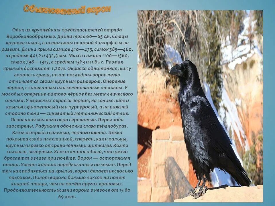 Ворон семейство врановых. Сколько живет ворон. Продолжительность жизни вороны. Сколько лет живет ворона. Лапка ворона.