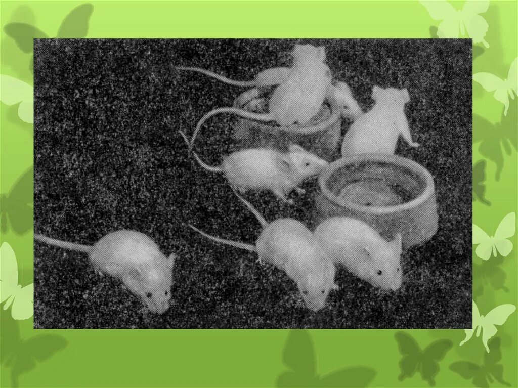 Эксперимент с мышами. Опыт лунина с мышами. лунин эксперимент с мышами. николай иванович лунин эксперимент с мышами. николай лунин опыты на мышах.