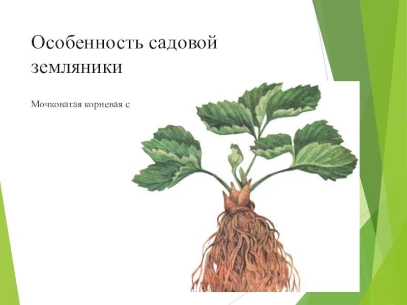 Корневая клубники. Мочковатая корневая система клубники. Корневая система земляники садовой. Корневая система земляники Лесной. Земляника Лесная Тип корневой системы.