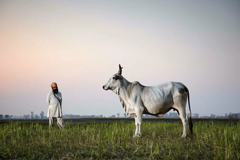 Human cattle