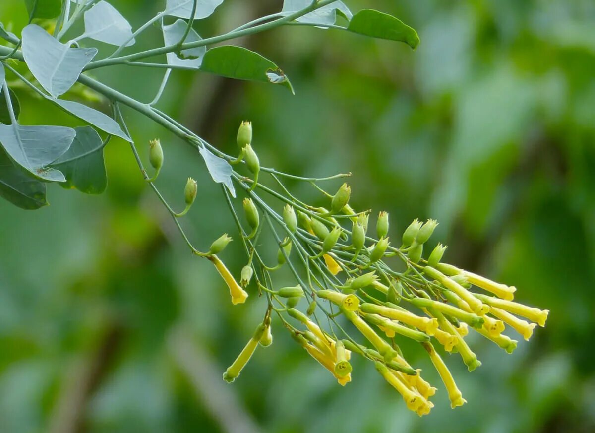 Табачное дерево. Nicotiana glauca. цветок табачное дерево. сигаретное дерево.
