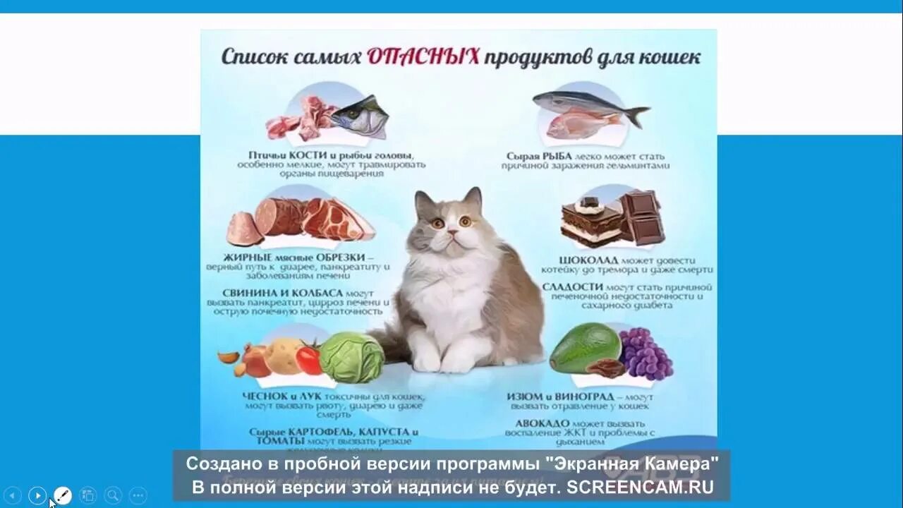 Что нужно давать кошке. Продукты для кошек. Натуральный рацион для кошек. Сбалансированное натуральное питание для кота. Рацион питания кошки.