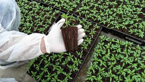 Правильная емкость для рассады - в чем выращивать рассаду? * Дача с нуля