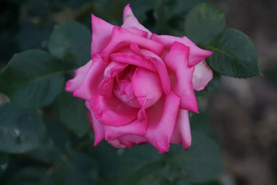 Esmeralda rose. Esmeralda rose. Esmeralda rose. Esmeralda rose. Esmeralda rose.