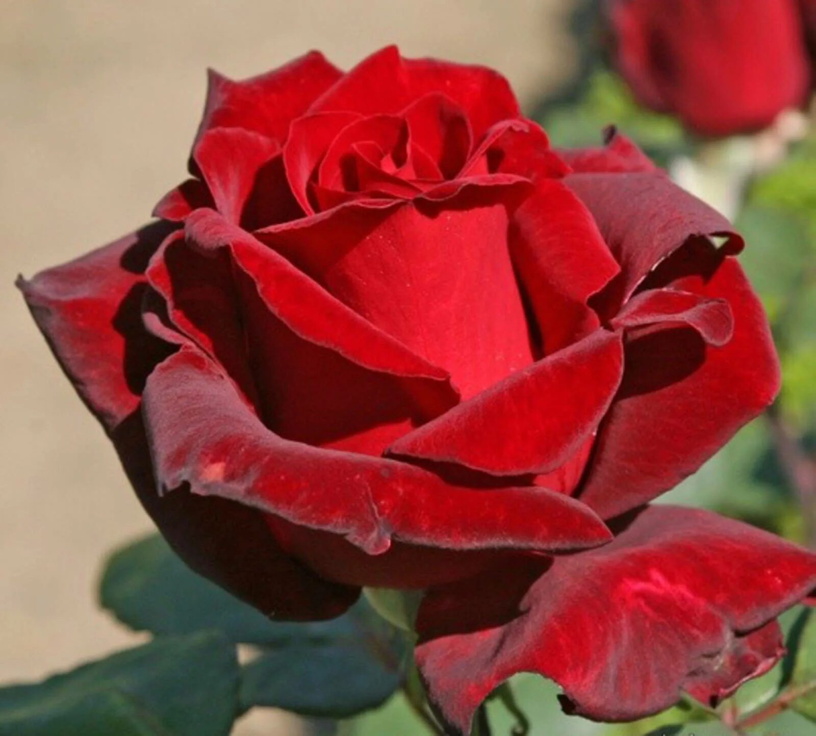 розы сорта отзывы