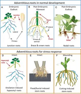 Ro roots