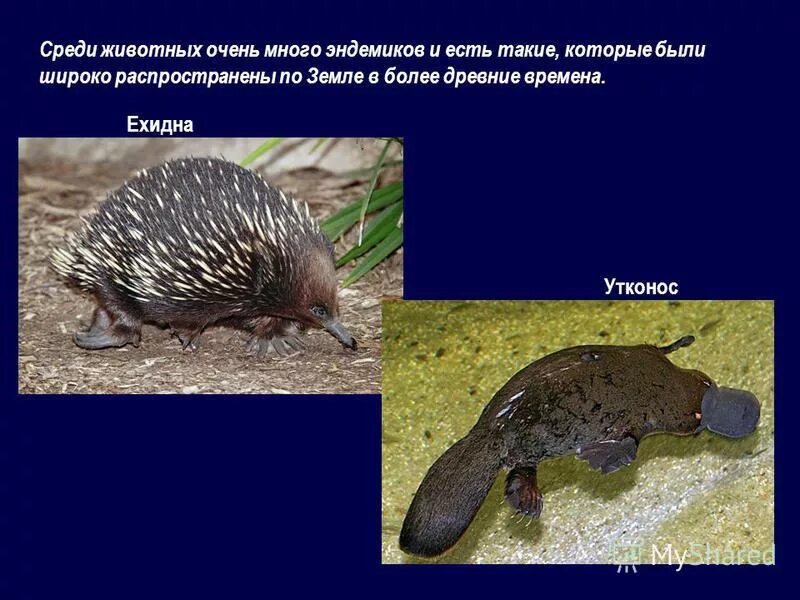 вомбат эндемик австралии. эндемики растений и животных австралии. почему много эндемиков. что такое эндемик эндемики в австралии. эндемичные растения.