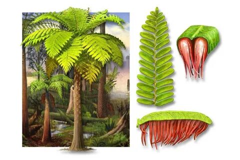 Age plant