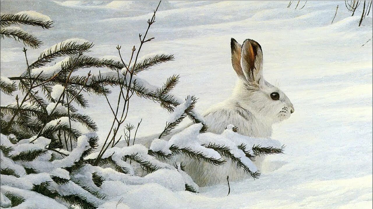 Как нарисовать зимних животных