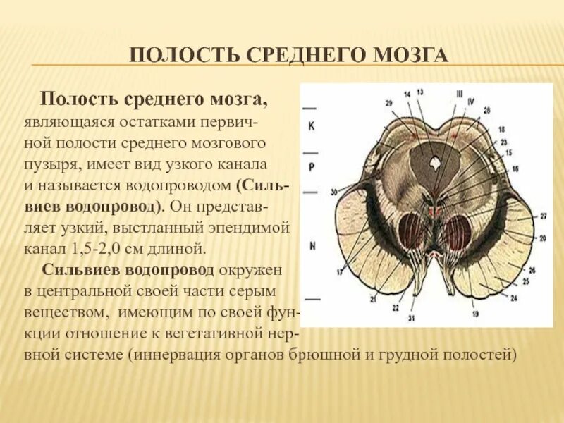 Мозг имеет полость. СИЛЬВИЕВ водопровод среднего мозга. Строение среднего мозга внутреннее строение. Отделы среднего мозга анатомия. СИЛЬВИЕВ водопровод – это полость среднего мозга.