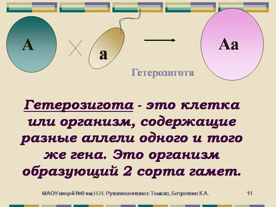 Дают гаметы одного сорта