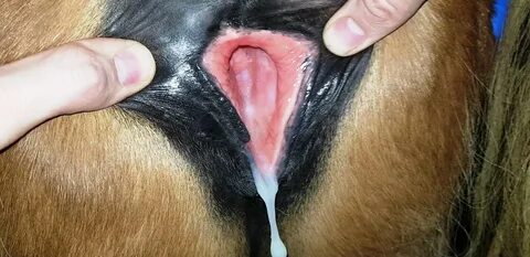 Tags. horse pussy. 