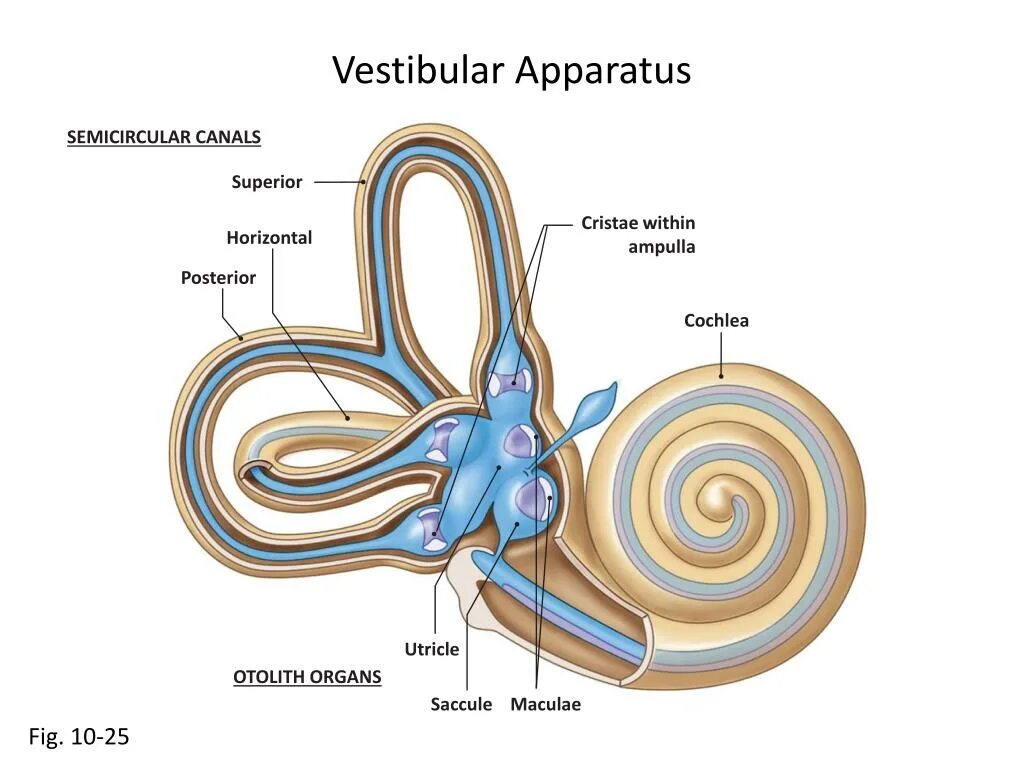 Строение внутреннего уха отолитовый аппарат. Вестибулярный аппарат внутреннего уха строение. Вестибулярный аппарат внутреннего уха. Внутреннее ухо вестибулярный аппарат. Полукружный канал орган слуха