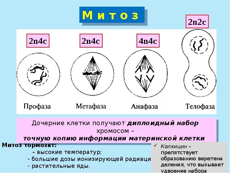 Анафаза митоза 2n2c. Фазы митоза 2n=. Фазы митоза 2n2c. Метафаза митоза 2n2c. Укажите результат мейоза