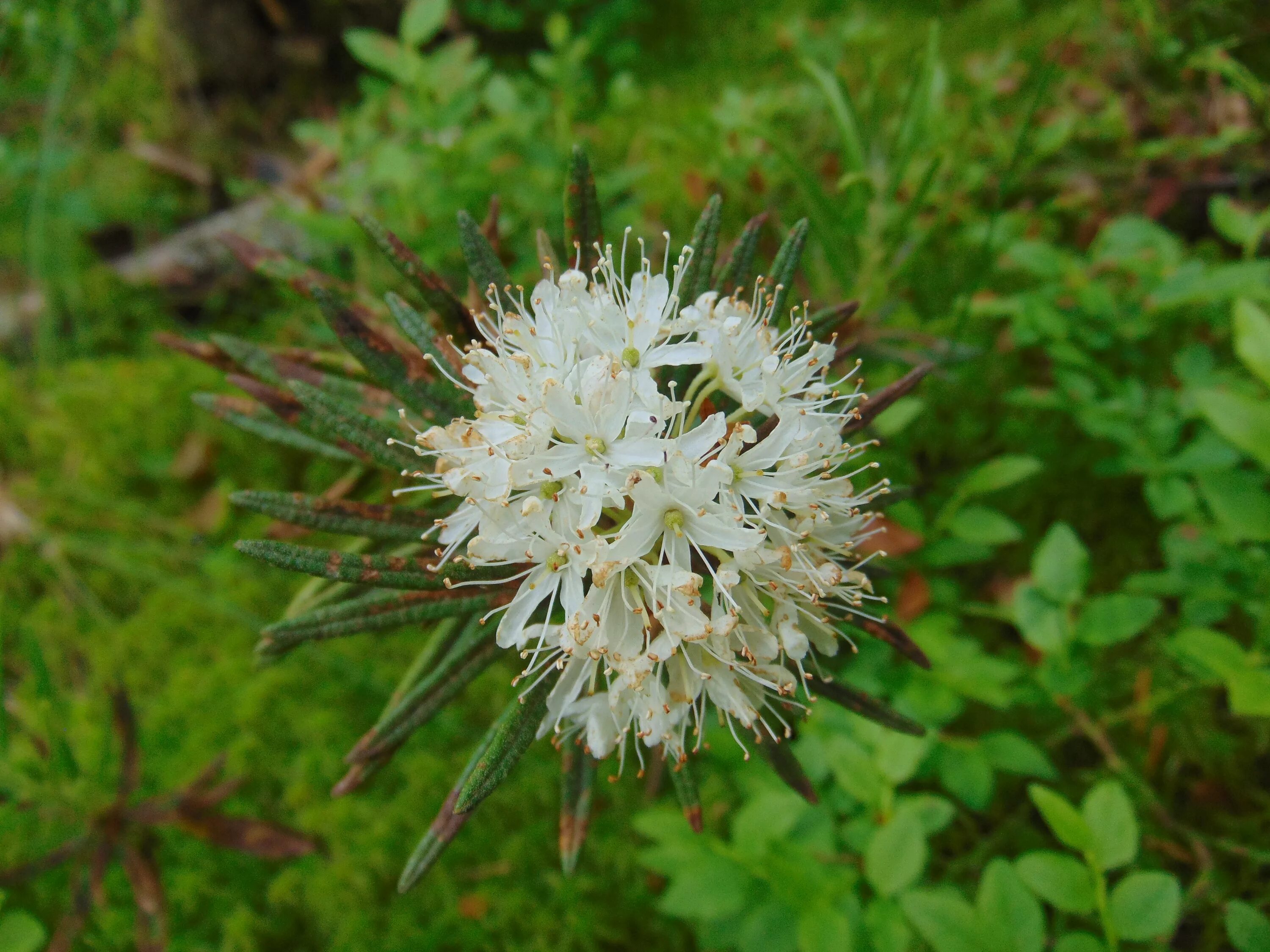 Багульник болотный. Багульник (Ledum palustre). 1. Ledum palustre- багульник болотный. Багульник болотный на Урале.