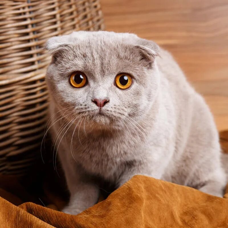 Вислоухая кошка с желтыми глазами. Шотландский вислоухий кот серый. шотландская вислоухая кошка с желтыми глазами. шотландская вислоухая кошка серая с желтыми глазами. шотландская вислоухая с желтыми глазами.