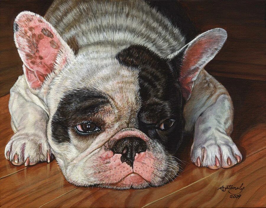 Аллергия у французского бульдога. Атопический дерматит у французского бульдога. Аллергия у французского бульдога. Аллергичная французский бульдог. Аллергия у французского бульдога.