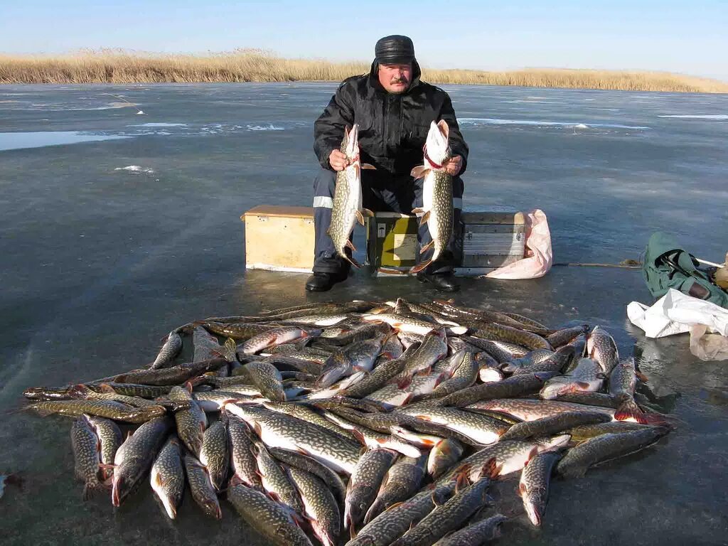 Клев на море. Кургальджино. Наловил рыбы. Наловил много рыбы. Улов на реке.