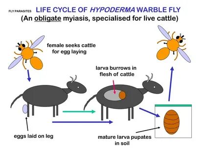 Lives of flies