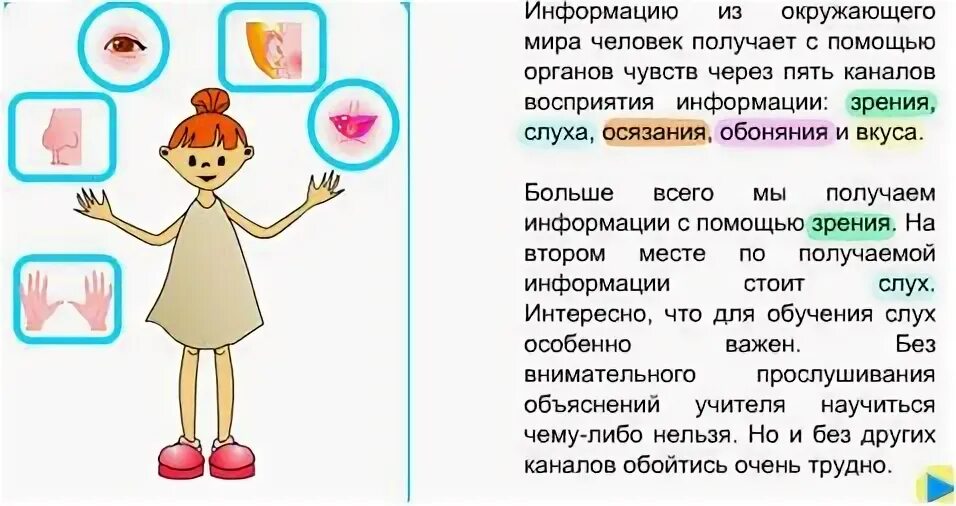 С помощью чего человек получает