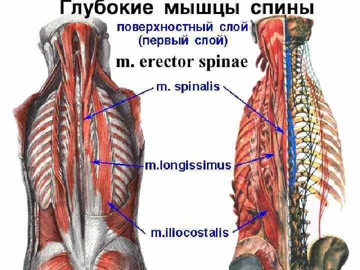 Глубокие спинные. Мышцы спины поверхностные и глубокие слои анатомия. Глубокие мышцы спины глубокий слой. Глубокие мышцы спины 2 слой. Глубокие мышцы спины анатомия.