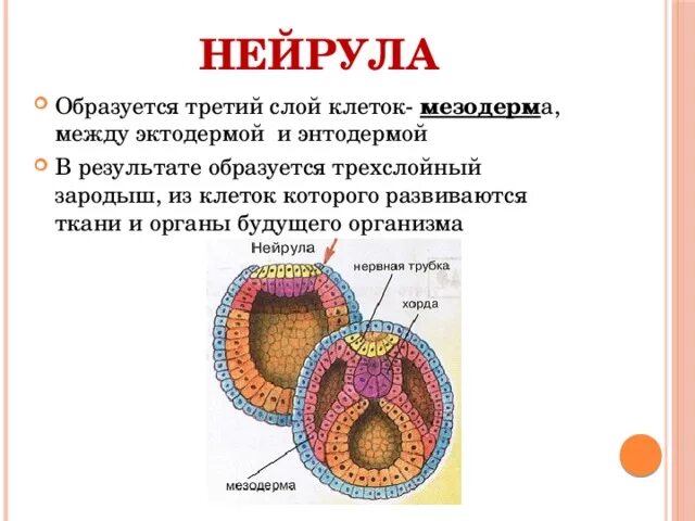 Спинной мозг из эктодермы. Нейрула эктодерма мезодерма энтодерма. Нейрула зародышевые листки. Мезодерма в нейруле. Гаструла нейрула.