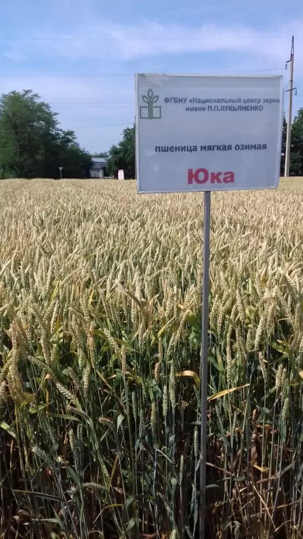 Сорт озимой пшеницы таня. Сорта пшеницы в краснодарском крае. Сорт юка озимая пшеница. Лист пшеницы. Озимая юка.