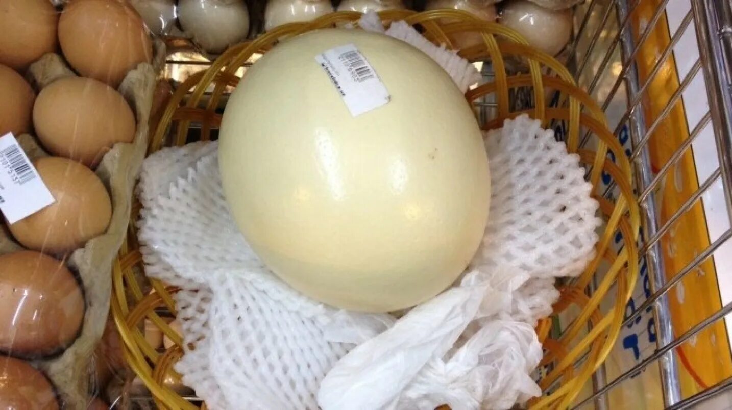 Сколько стоит яйцо сегодня. Страусиное яйцо. Яйца страусов. Яйца страуса крашанные. Крашеное страусиное яйцо.