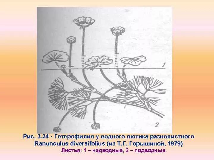 РАЗНОЛИСТНОСТЬ Лютика. Лютик Водный разнолистный. Гетерофилия РАЗНОЛИСТНОСТЬ. Гетерофилия характерна для растений.