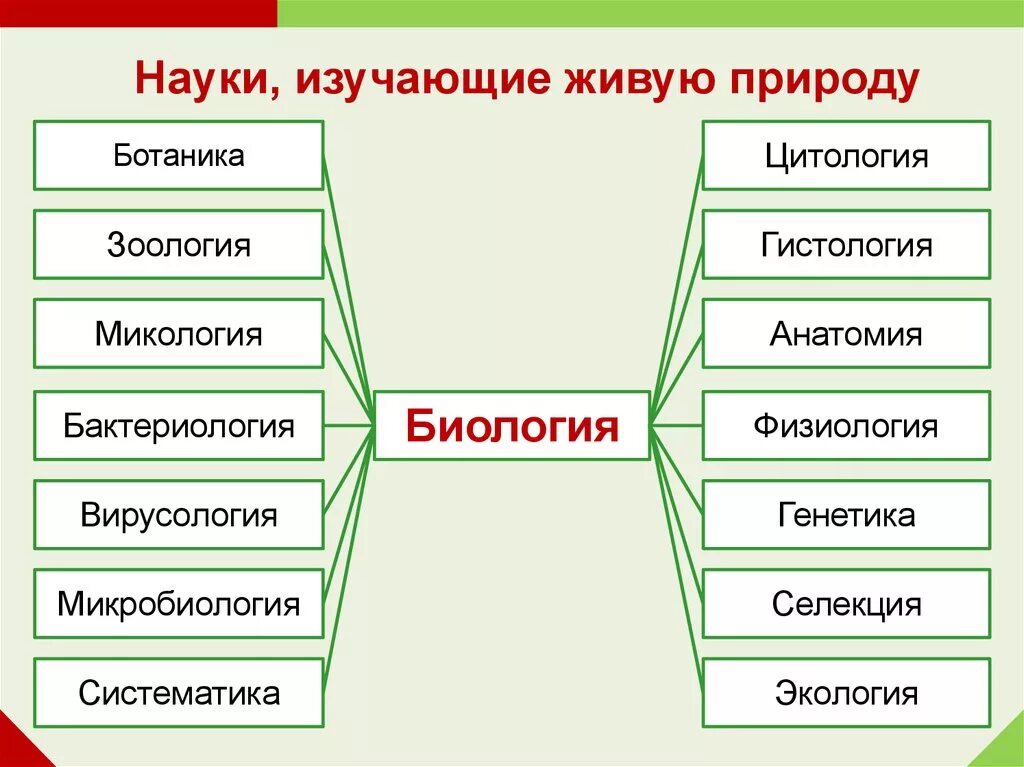 Области биологии 5. Биология система наук о живой природе. Науки которые изучает биология. Вид современной биологии. Биологические дисциплины.