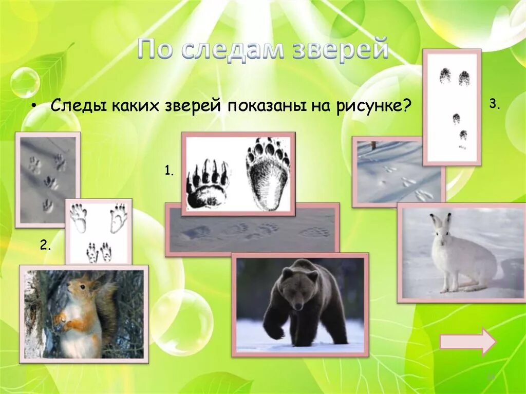 След какого зверя похож. След какого зверя похож. След какого зверя похож. След какого зверя похож. Следы филина.