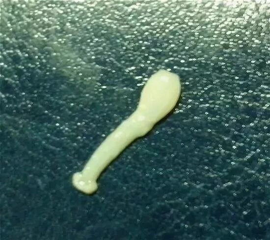 бурая планария. паразит огуречный цепень. белая планария паразит. плоские черви маленькие. черви планарии в аквариуме.