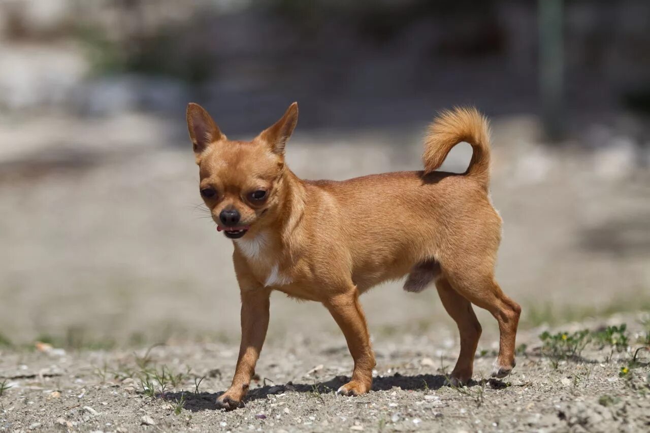 Порода собак чихуахуа. Чихуахуа кобби длинношерстный рыжий. Чихуахуа гладкошерстные. Чихуахуа короткошерстные. Какая порода чихуахуа