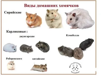 Какой хомяк лучше джунгарский или