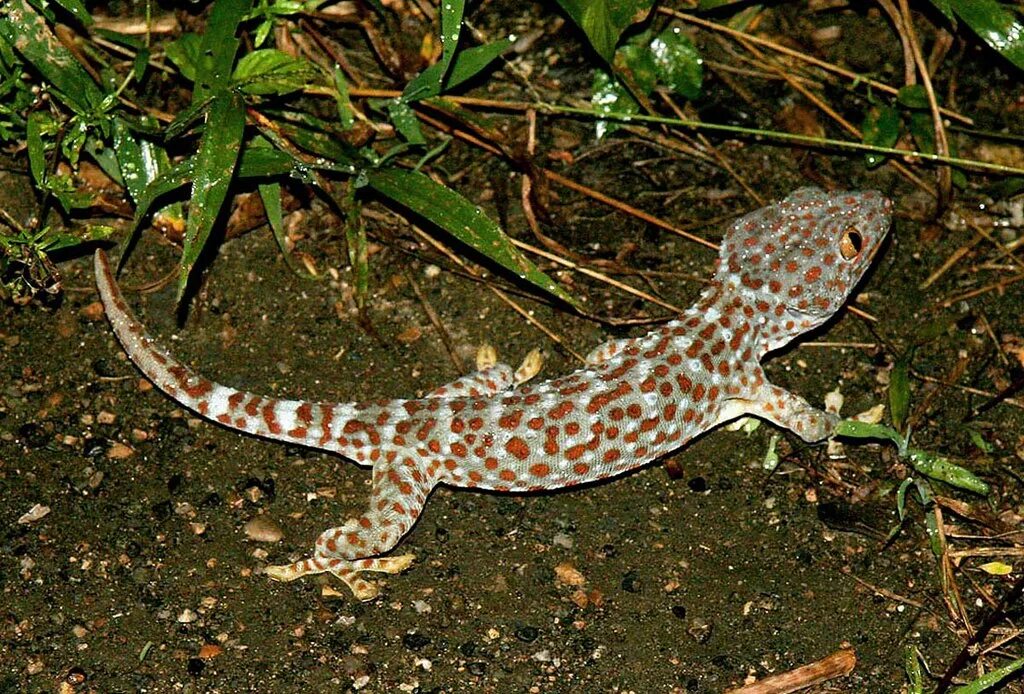 Геккон про. Геккон токи. Индонезийский геккон. Tokay Gecko.