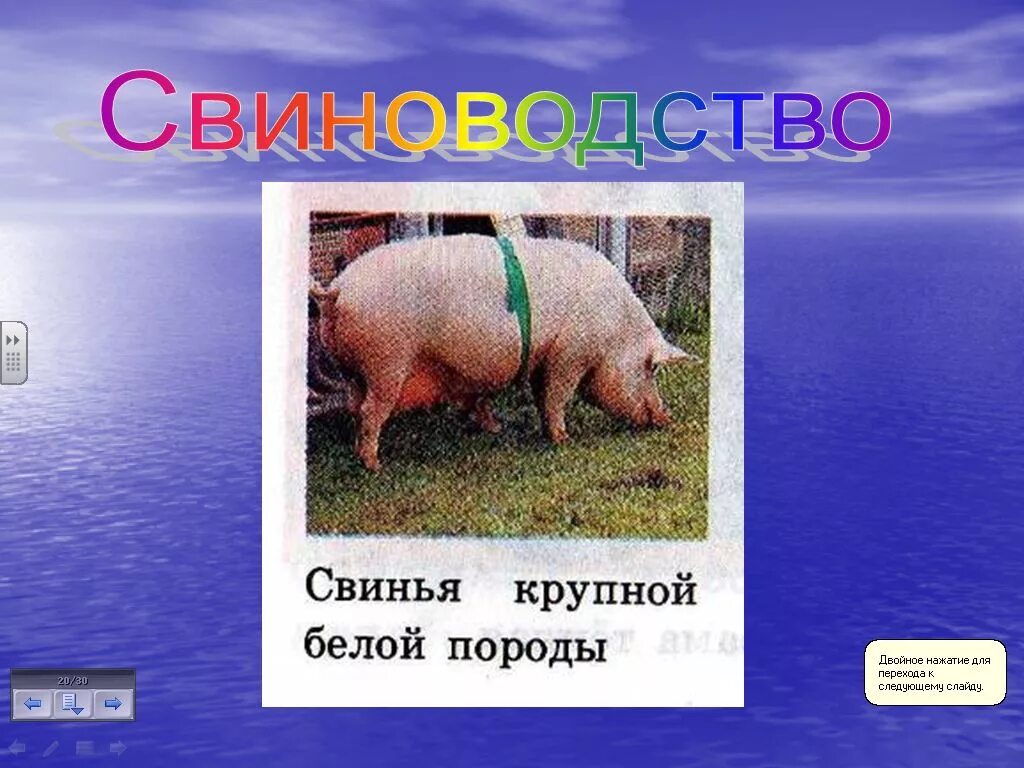 Сообщение о свиноводстве. Свинья сообщение 3 класс окружающий. сообщение о свинье. презентация на тему свиноводство.