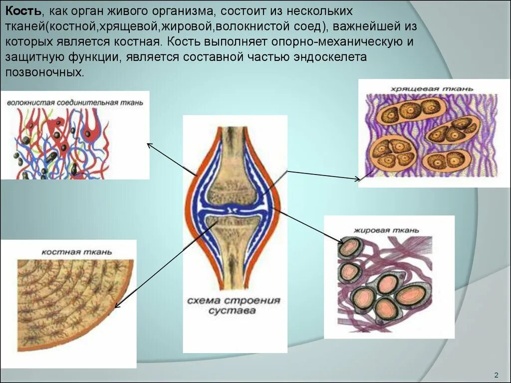 Органы живых организмов. Кость- орган состоящий из костной ткани, хрящевой ткани. Кость как орган состоит из тканей. Органы состоящие из нескольких типов тканей.