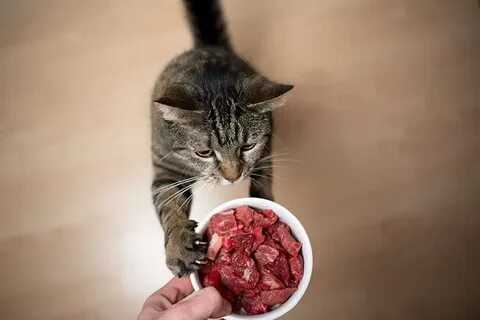 Можно кормить кошек сырым мясом
