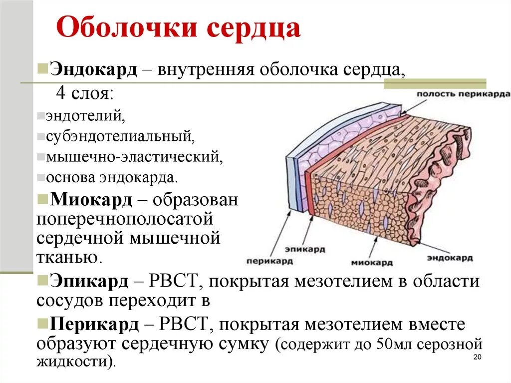 Воспаление серозной оболочки. Строение эндокарда гистология. Строение оболочек стенки сердца гистология. Эндотелий эндокарда. Строение сердца оболочки стенок сердца.